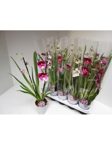 Miltonia 2T Orquídea de Dos Tallos - Flores Grandes y Duraderas | Endanea Garden