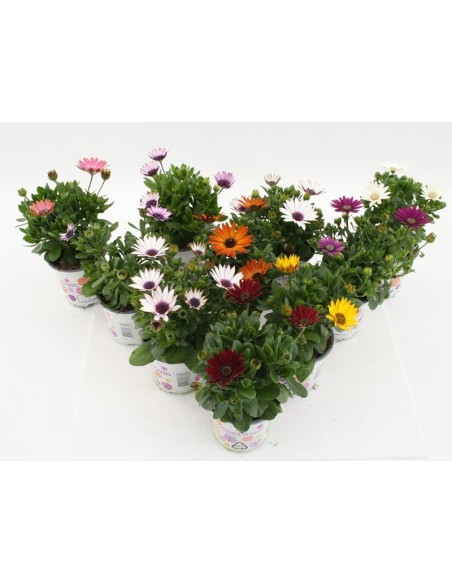 Osteospermum Mix Shelves  Flores Coloridas para Jardín y Terraza | Endanea Garden