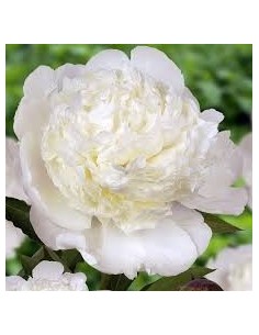 Peonia Premium Lnglife  Flores Grandes y Duraderas para Jardines y Interiores | Endanea Garden


