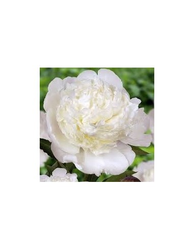 Peonia Premium Lnglife  Flores Grandes y Duraderas para Jardines y Interiores | Endanea Garden

