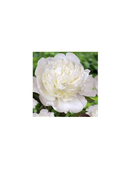 Peonia Premium Lnglife  Flores Grandes y Duraderas para Jardines y Interiores | Endanea Garden

