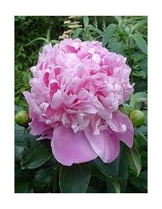 Peonia Premium Lnglife  Flores Grandes y Duraderas para Jardines y Interiores | Endanea Garden

 2