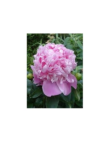 Peonia Premium Lnglife  Flores Grandes y Duraderas para Jardines y Interiores | Endanea Garden

