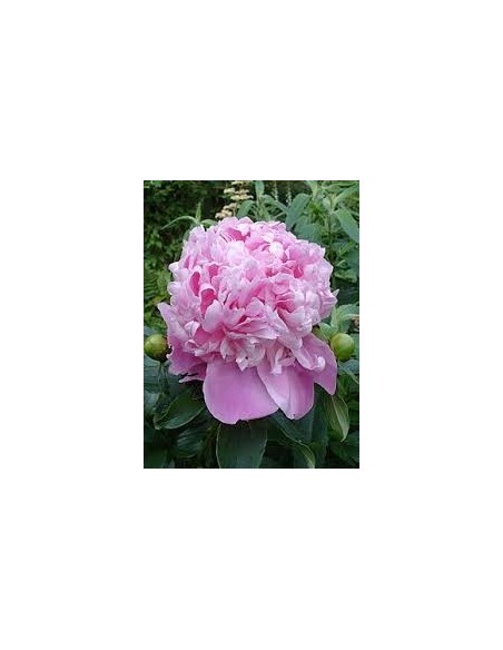 Peonia Premium Lnglife  Flores Grandes y Duraderas para Jardines y Interiores | Endanea Garden

