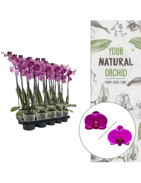 Phalaenopsis 3T 18+ Illa | Orquídea de Interior con 3 Tallos y Flores Grandes

