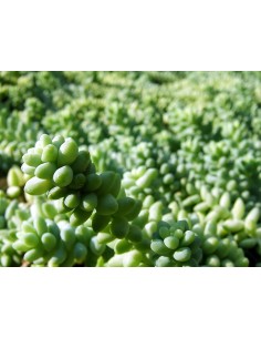 Sedum Burrito Planta Suculenta Colgante Fácil de Cuidar para Interior y Exterior