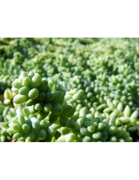 SEDUM BURRITO M12