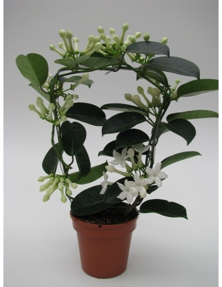Stephanotis planta trepadora con flores blancas perfumadas fácil cuidado Endanea Garden