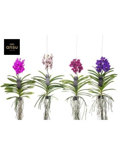 Vanda Hybrid Mix orquídea exótica flores grandes y coloridas Endanea Garden