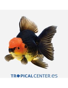 ORANDA TRICOLOR HQF 10-12 CM