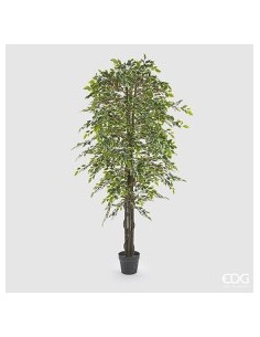 FICUS BENIAM VERDE CON MACETA H180CM