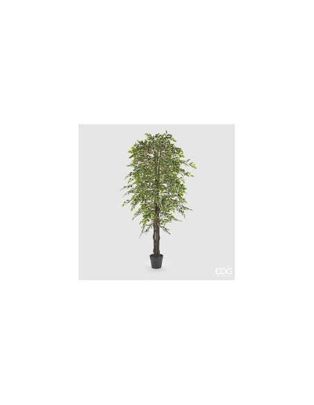 FICUS BENIAM VERDE CON MACETA H180CM