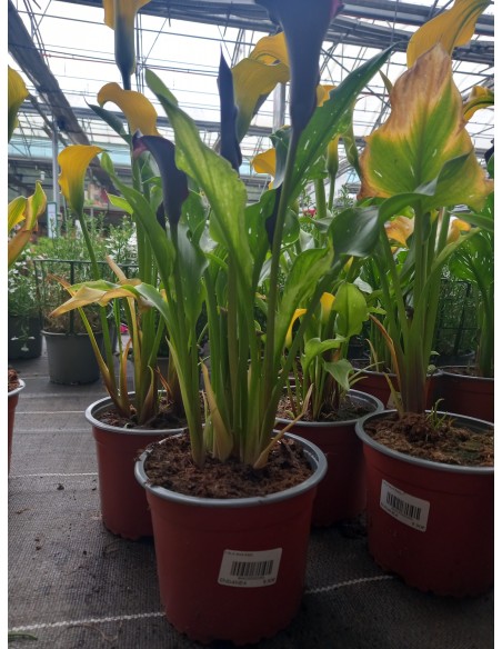 Cala M17/21 KM0 - Planta Ornamental Elegante y Fresca | Endanea Garden

