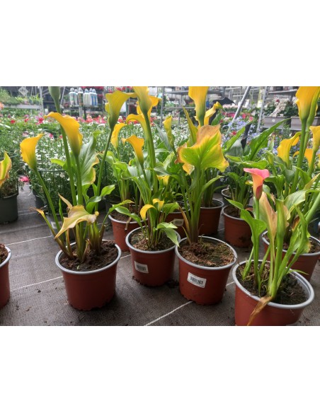 Cala M17/21 KM0 - Planta Ornamental Elegante y Fresca | Endanea Garden

