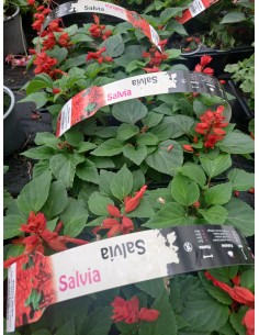 SALVIA SPENDENS 6-PACK 2