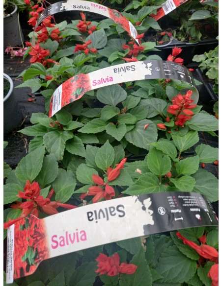 SALVIA SPENDENS 6-PACK