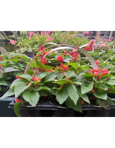 SALVIA SPENDENS 6-PACK