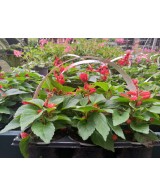 SALVIA SPENDENS 6-PACK