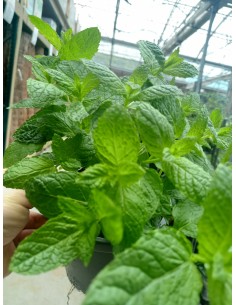 Menta M13 KM0 - Planta Aromática Fresca y Local | Endanea Garden

