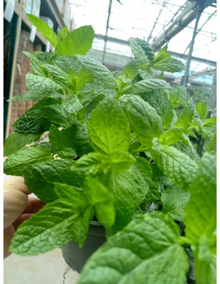 Menta M13 KM0 - Planta Aromática Fresca y Local | Endanea Garden

