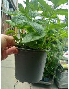 Menta M13 KM0 - Planta Aromática Fresca y Local | Endanea Garden

 2