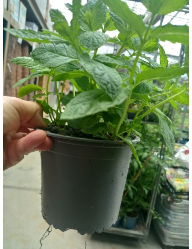 Menta M13 KM0 - Planta Aromática Fresca y Local | Endanea Garden

