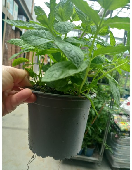 Menta M13 KM0 - Planta Aromática Fresca y Local | Endanea Garden

