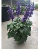 Salvia Mix | Planta Perenne con Flores Multicolores y Aroma Cautivador

