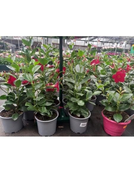 Dipladenia (Mandevilla)  Planta Trepadora de Flores Vibrantes | Endanea Garden