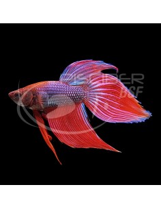 BETTA MACHO PLAKAT DRAGON ROJO 4-5CM