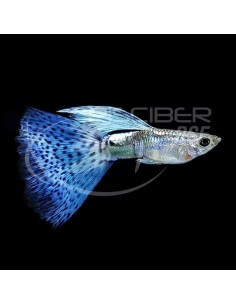 GUPPY MACHO AZUL MOSAICO 3.5-4CM BSF