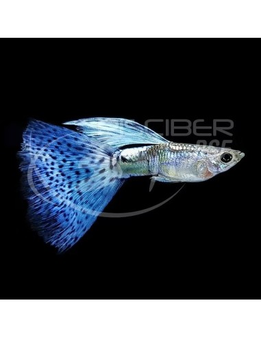 GUPPY MACHO AZUL MOSAICO 3.5-4CM BSF