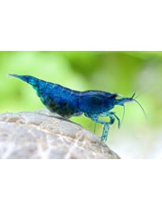 GAMBA AZUL DIAMANTE 1-1.5CM