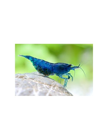 GAMBA AZUL DIAMANTE 1-1.5CM