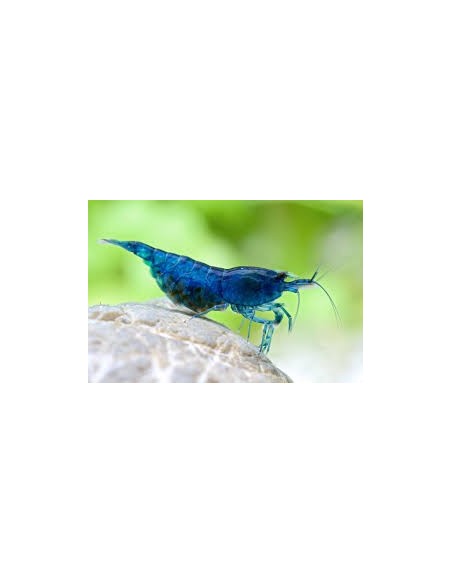 GAMBA AZUL DIAMANTE 1-1.5CM