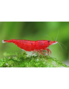 GAMBA BLOODY MARY 1.5-2CM