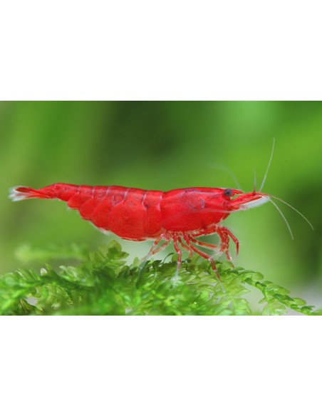 GAMBA BLOODY MARY 1.5-2CM