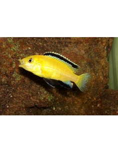 LABIDOCHROMIS CAERULEUS