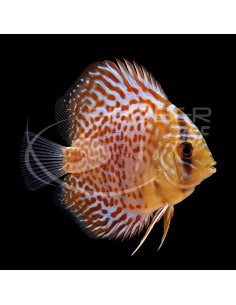 DISCO PICHON PANDA ROJO 7-8CM