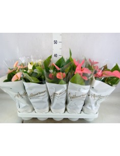 Anthurium Mix Planta de Interior - Flores Coloridas y Elegantes | Endanea Garden