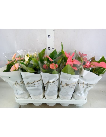 Anthurium Mix Planta de Interior - Flores Coloridas y Elegantes | Endanea Garden