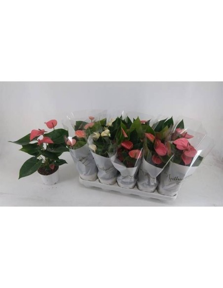 Anthurium | Planta Tropical de Interior con Flores Duraderas y Coloridas