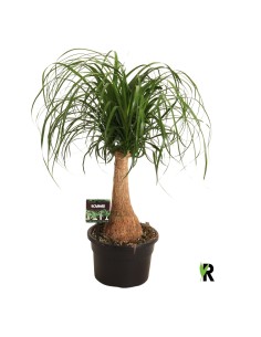 Beaucarnea o Pata de Elefante  Planta Decorativa y Resistente para Interior y Exterior | Endanea Garden