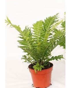 Blechnum helecho elegante para interiores sombra y jardines sombreados Endanea Garden

