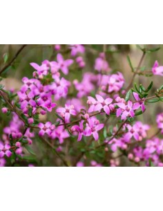Boronia  Planta Aromática con Flores Fragantes para Jardines y Terrazas | Endanea Garden