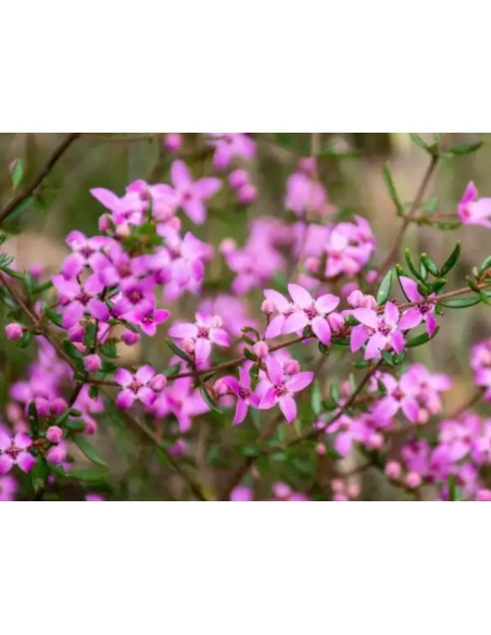 Boronia  Planta Aromática con Flores Fragantes para Jardines y Terrazas | Endanea Garden