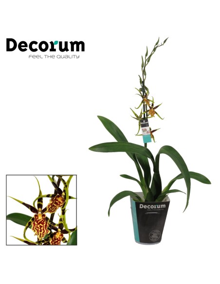 Cambria Orquídea Híbrida  Flor Exótica para Interior | Endanea Garden