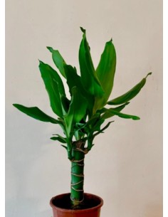 Drácena planta de interior elegante hojas largas y porte vertical