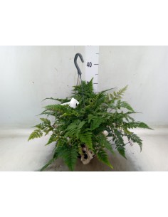 Humata helecho pie de conejo planta de interior con rizomas peludos decorativa