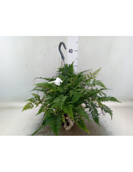 Humata helecho pie de conejo planta de interior con rizomas peludos decorativa